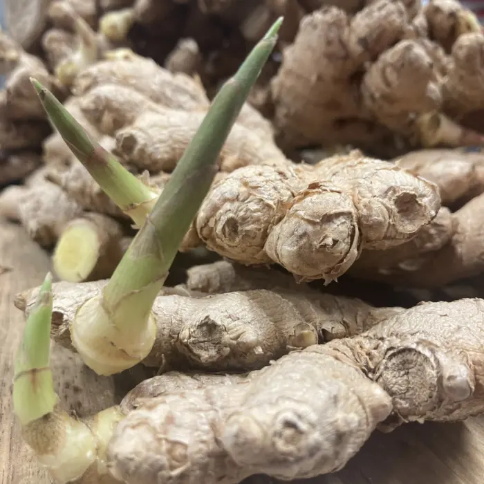 can you grown your own ginger in Ireland